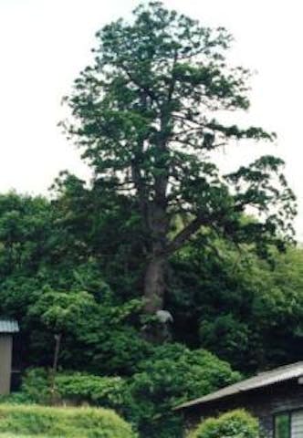 金峰神社の大杉