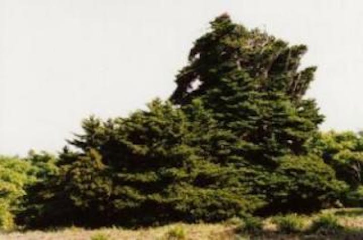 国見山のイチイ