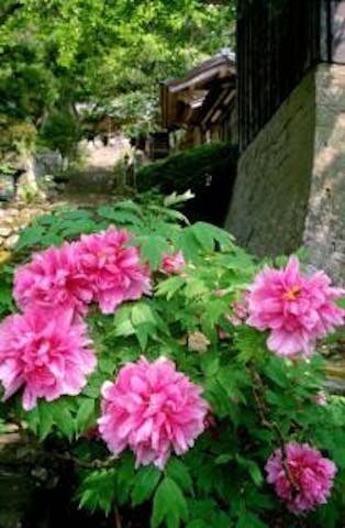 長谷寺ぼたんまつり