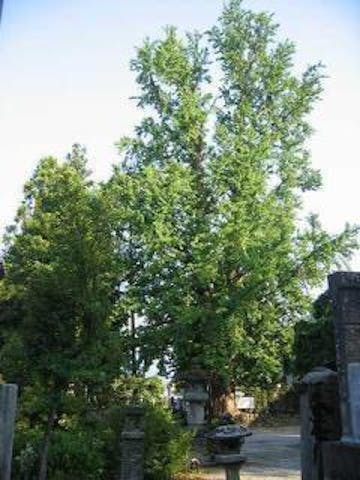 長恩寺のオハツキイチョウ