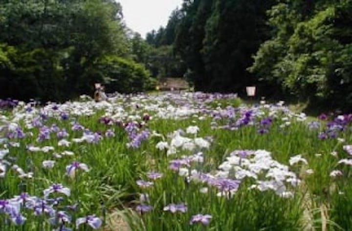 【2021年中止】上の原花菖蒲まつり