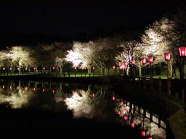 弁天潟さくらまつり（ライトアップ）