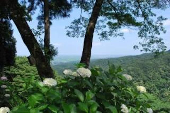 護摩堂山あじさい園