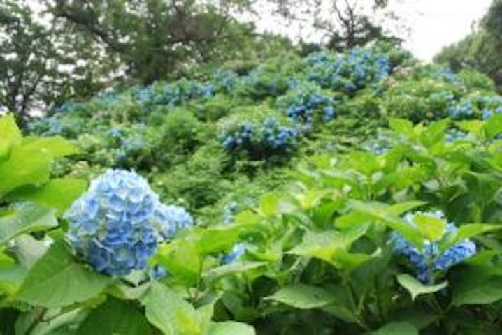 【2021年開催中止】護摩堂山あじさいまつり