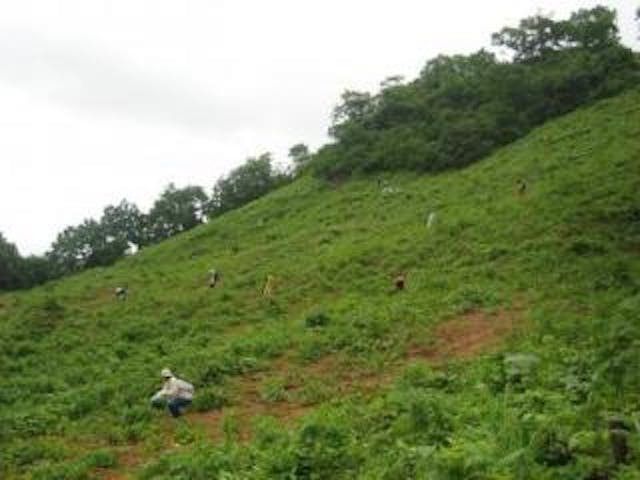 中山観光わらび園