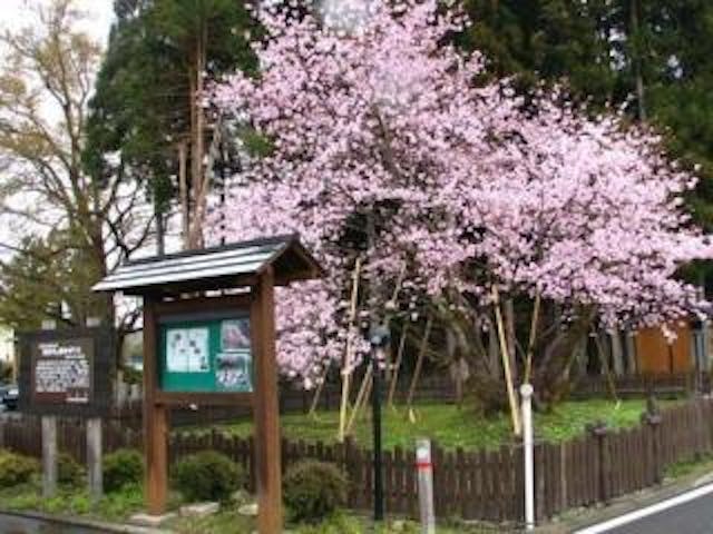 極楽寺の野中ザクラ