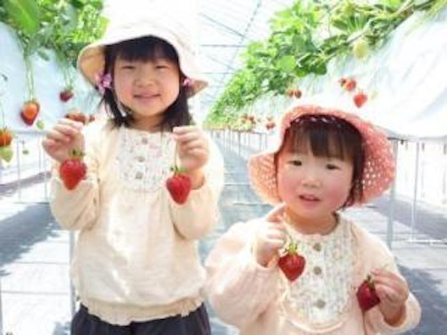 観光農園「出雲崎いちご畑」