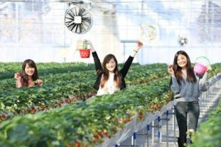 雪国アグリパーク 湯沢いちご村