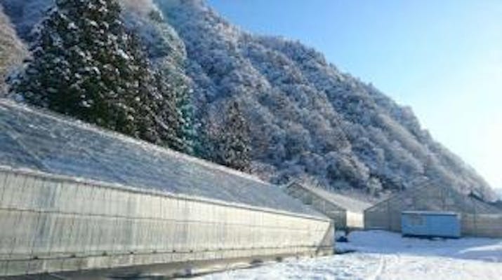 雪国アグリパーク 湯沢いちご村 アソビュー