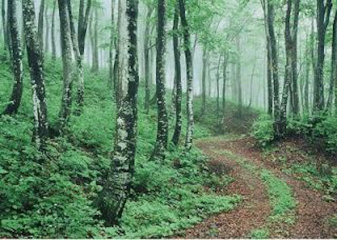 津南町森林セラピー基地