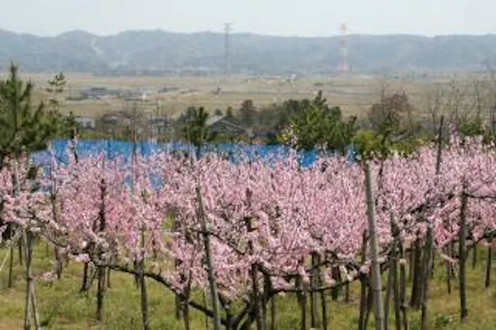 桃の花見フェスティバル アソビュー