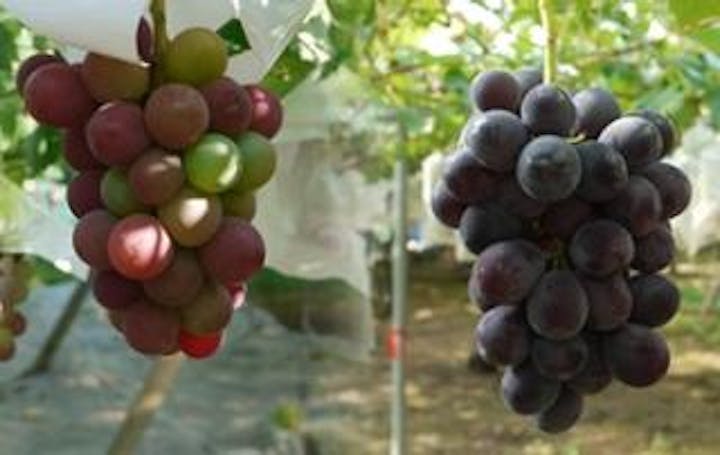 音川観光ぶどう園