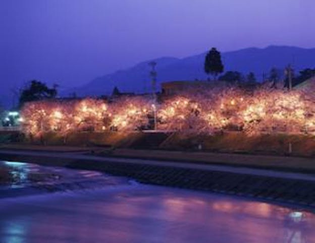 ふくみつ千本桜ライトアップ