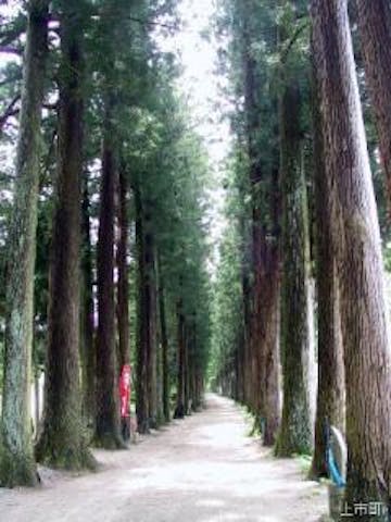 眼目山立山寺参道栂並木