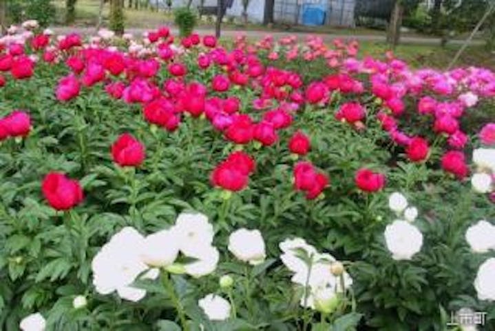 富山県薬用植物指導センター