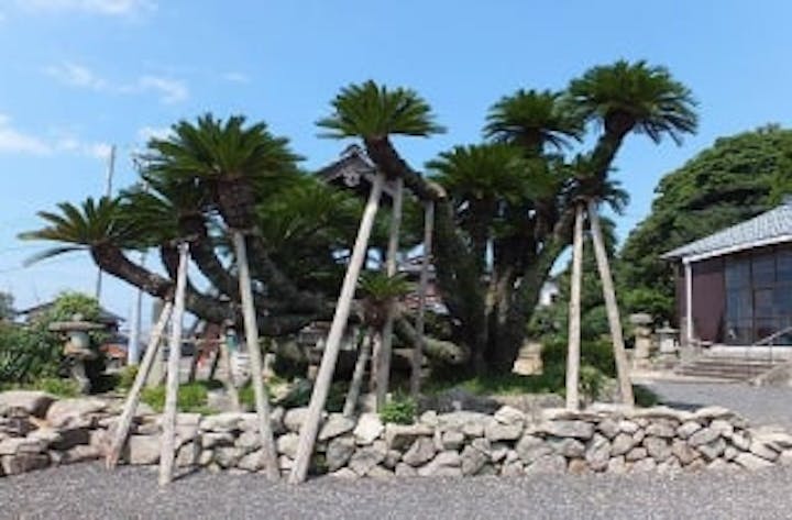 休岩寺のソテツ