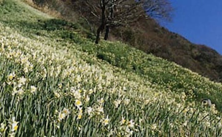 越前海岸の水仙