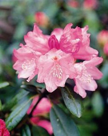 夜叉ケ池のシャクナゲ