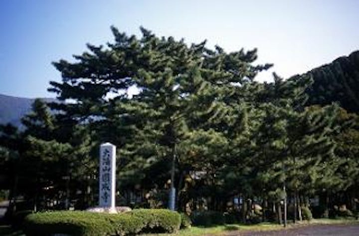 円成寺のみかえりの松