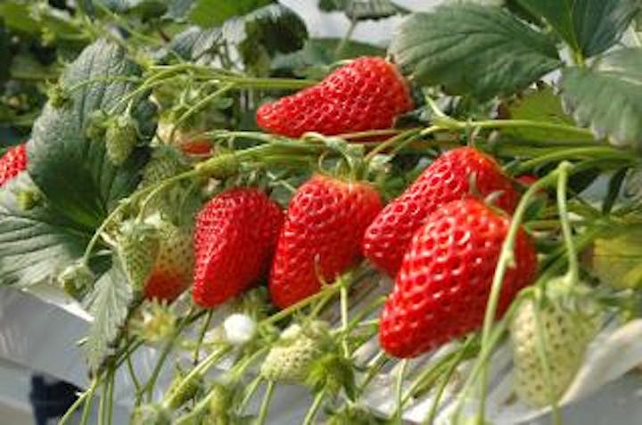 小曲町いちご狩り