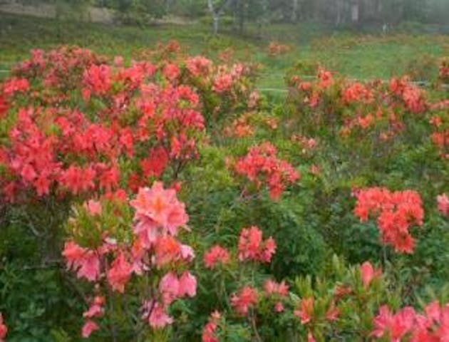 甘利山のレンゲツツジ