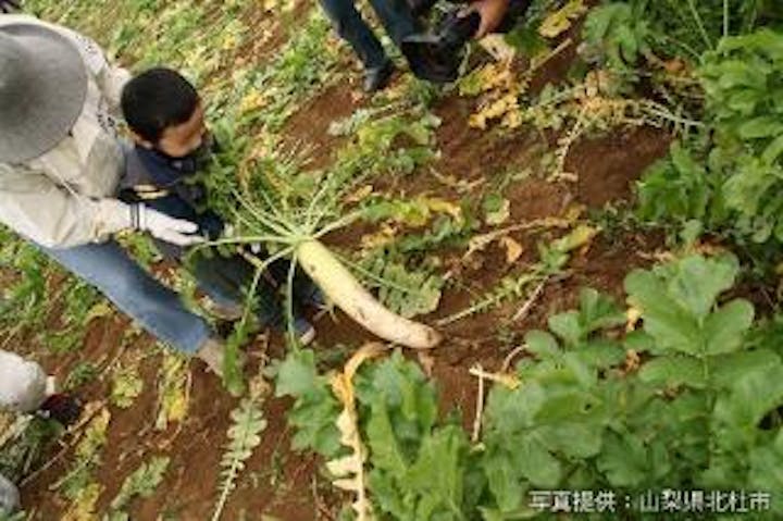 【2021年中止】浅尾ダイコンまつり