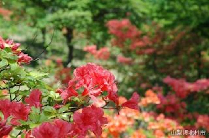 清里高原つつじ祭り