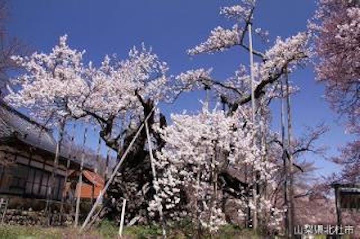 山高神代桜