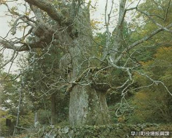 七面山の大トチノキ