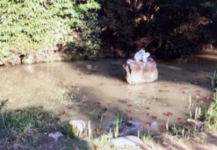 明徳寺のヒキガエル