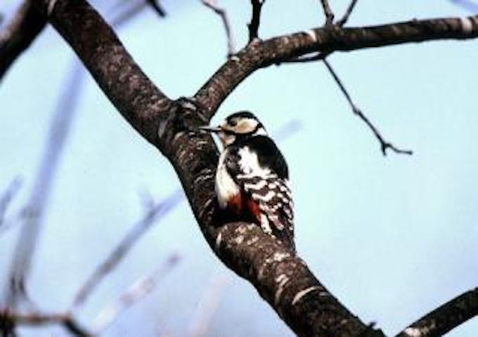 戸隠森林植物園の野鳥
