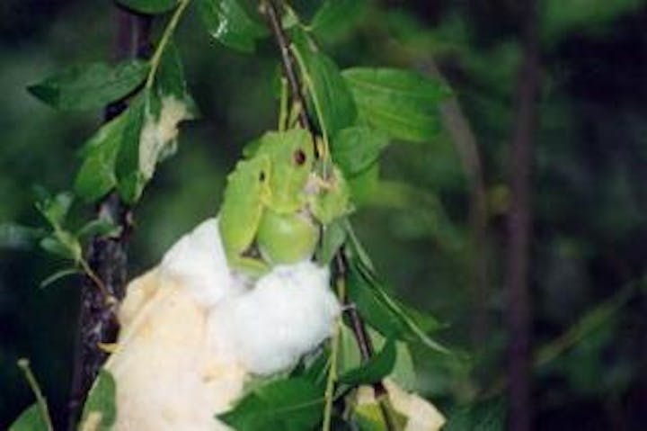 吉池のモリアオガエル