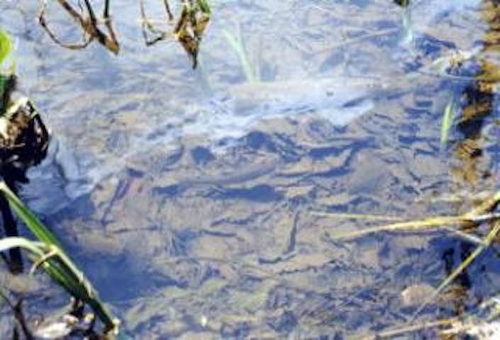 奥裾花渓谷のイワナ