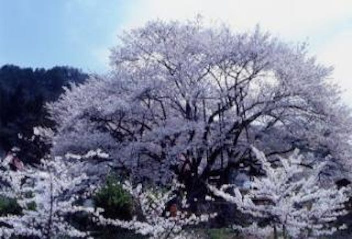 素桜神社の神代桜
