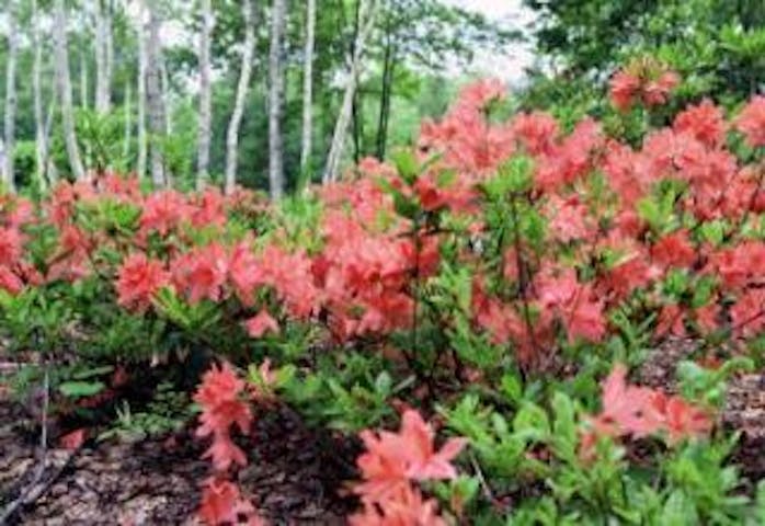 飯綱高原一の鳥居苑地のヤマツツジ