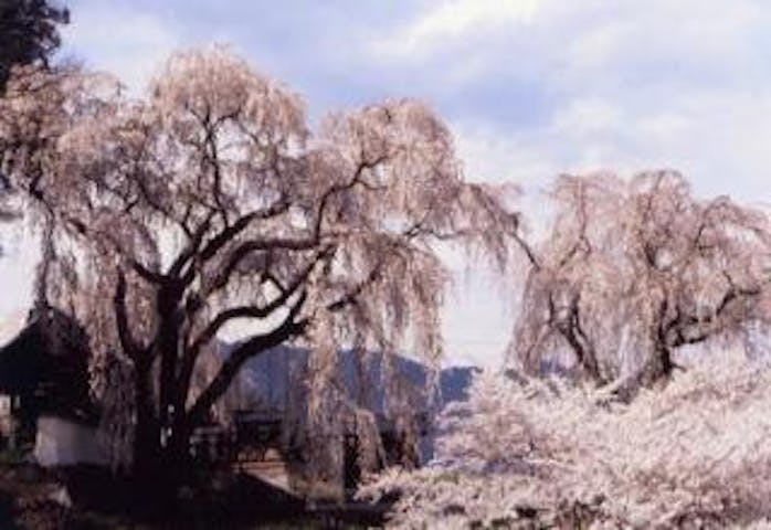 光林寺のしだれ桜