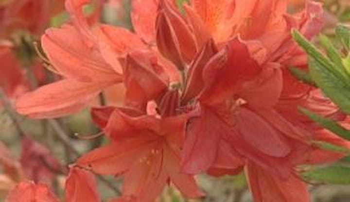 戸隠高原のレンゲツツジ