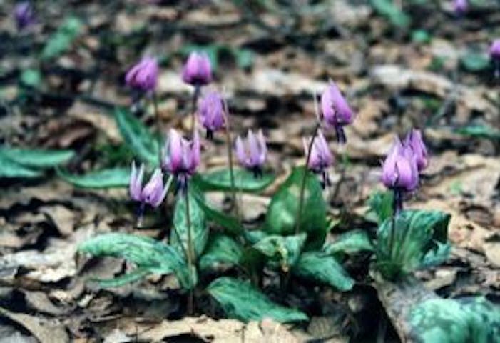 戸隠森林植物園・越水ヶ原のカタクリの花