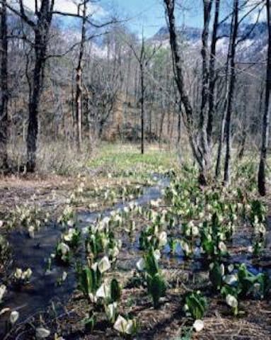 奥裾花自然園の水芭蕉