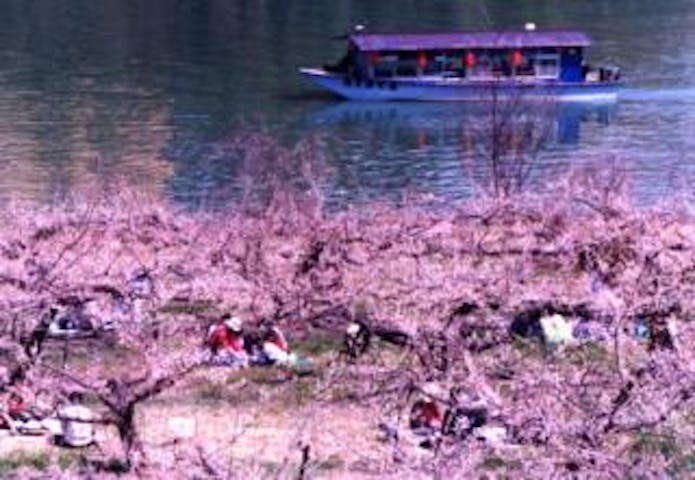 ろうかく梅園の梅の花