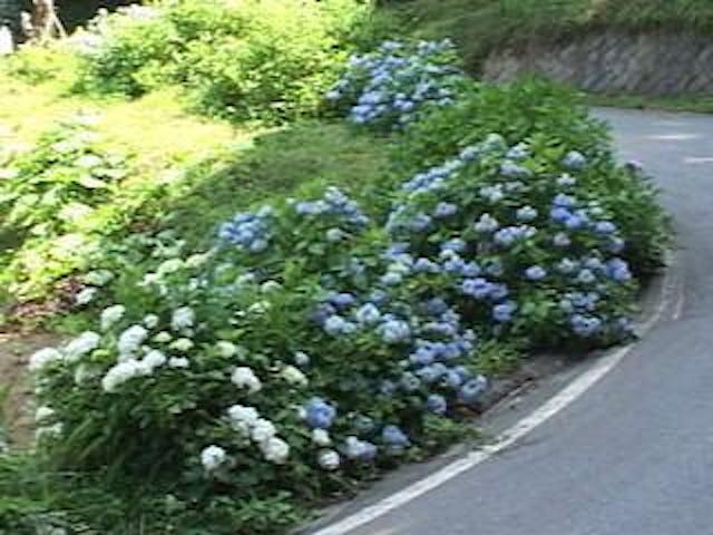 川名のあじさい街道