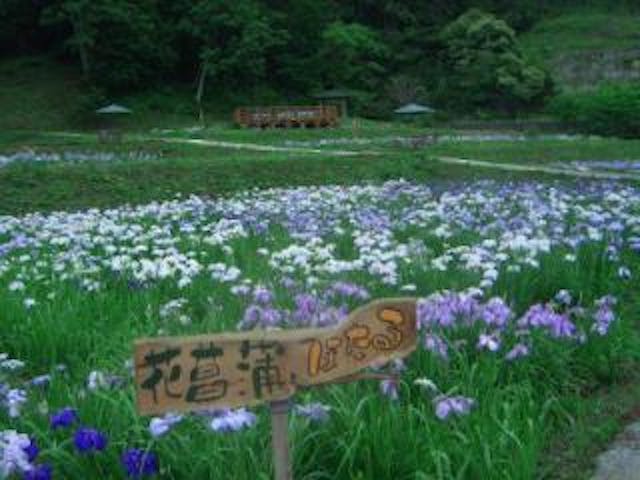 鬼無里白髯の杜の花しょうぶ