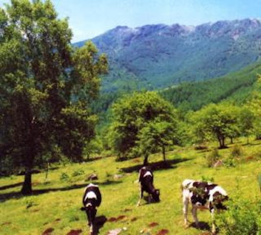 三城牧場の紅葉