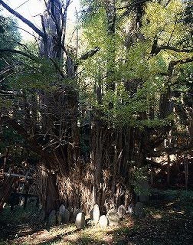 入山辺 千手のイチョウ
