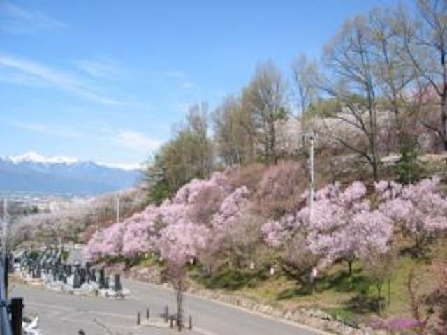 弘法山古墳の桜