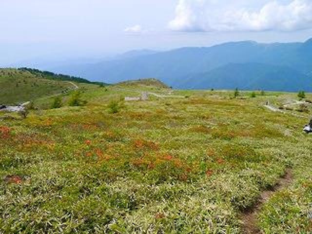 鉢伏山のレンゲツツジ