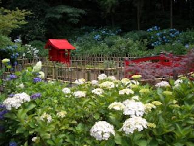 弘長寺のあじさい