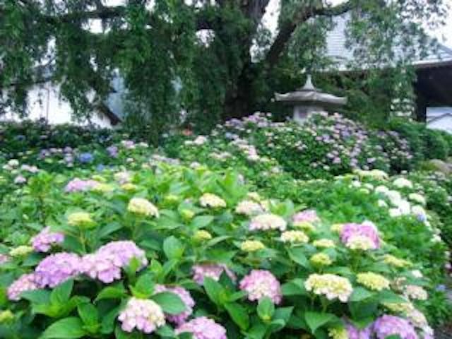 法船寺のあじさい