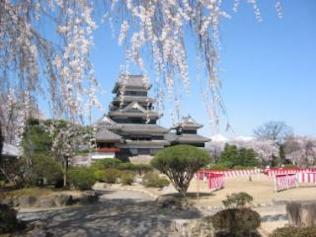 松本城の桜