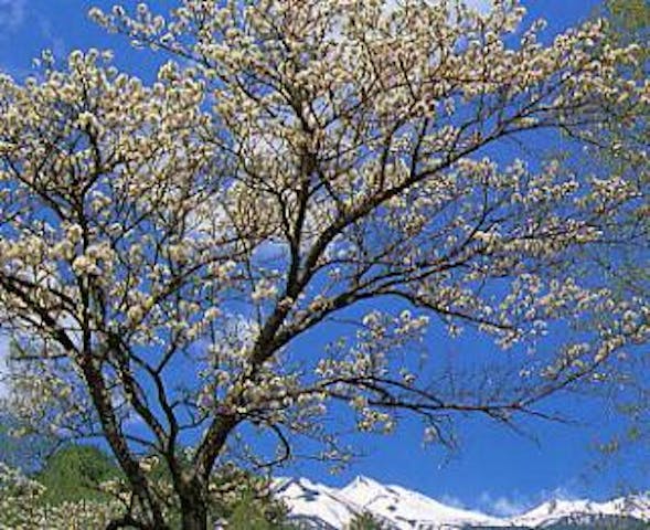 乗鞍高原のスモモの花